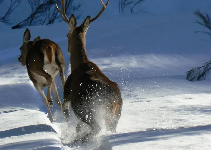 Rural Los Arguellos Szálloda 2*